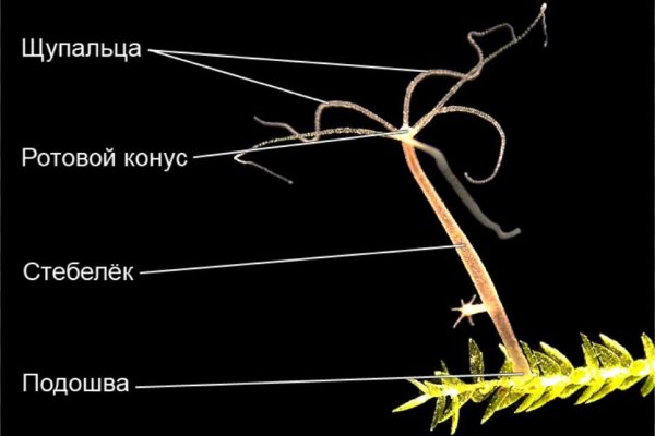 Восстановить аккаунт на кракене