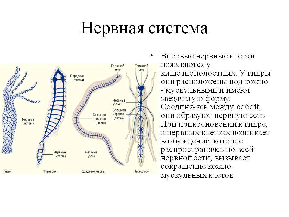 Кракен что продается